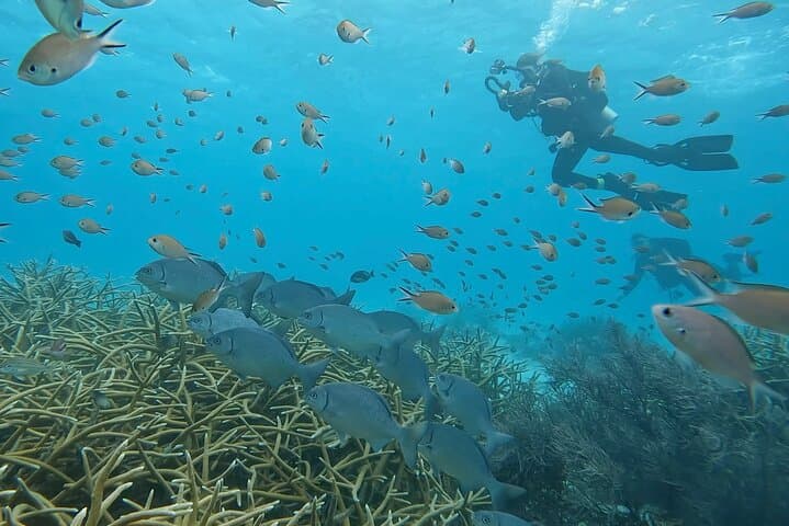 Discover Scuba Diving in Bonaire: Guided Introductory Dive Near Kralendijk