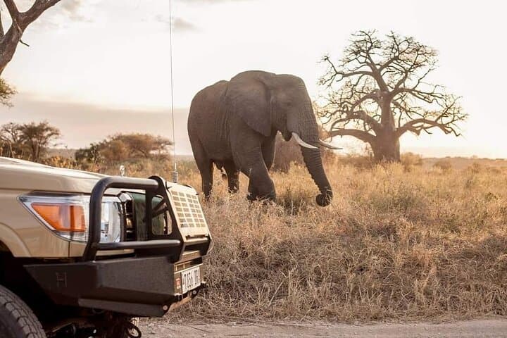 6-Day Private Safari from Arusha: Serengeti, Ngorongoro & Mt Kilimanjaro Day Hike photo 3