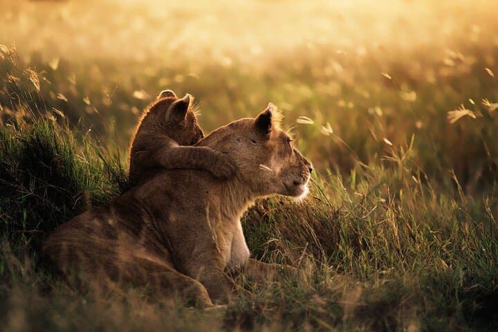 3-Day Fly-In Safari: Serengeti & Ngorongoro Private Tour from Zanzibar photo 4