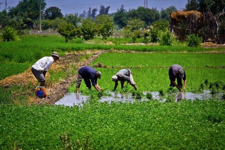 Egyptian Green Farm Half-Day Tour from Cairo with Breakfast photo 2