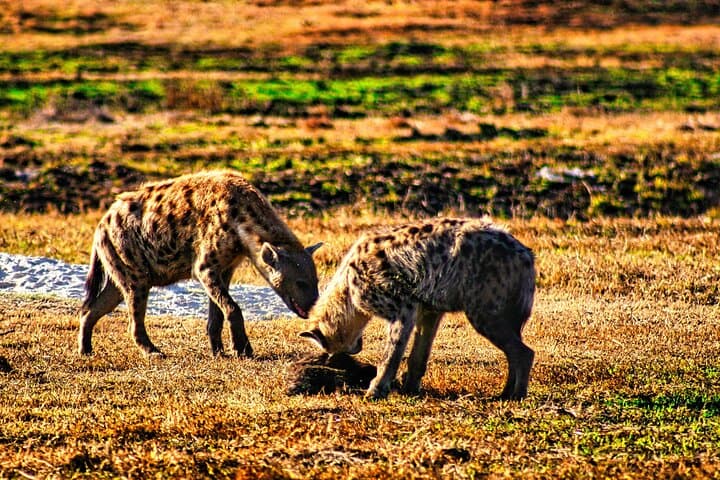 Small-Group Safari in Zambezi National Park — Victoria Falls Bush Game Drive