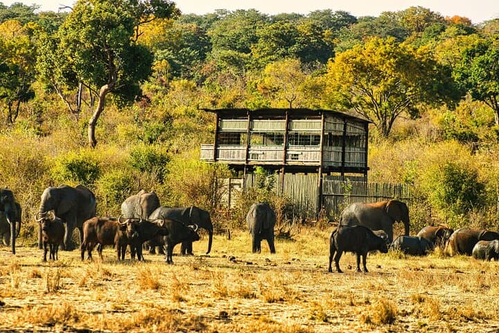 Private Game Drive with High Tea at Chamabondo — Victoria Falls Safari Experience