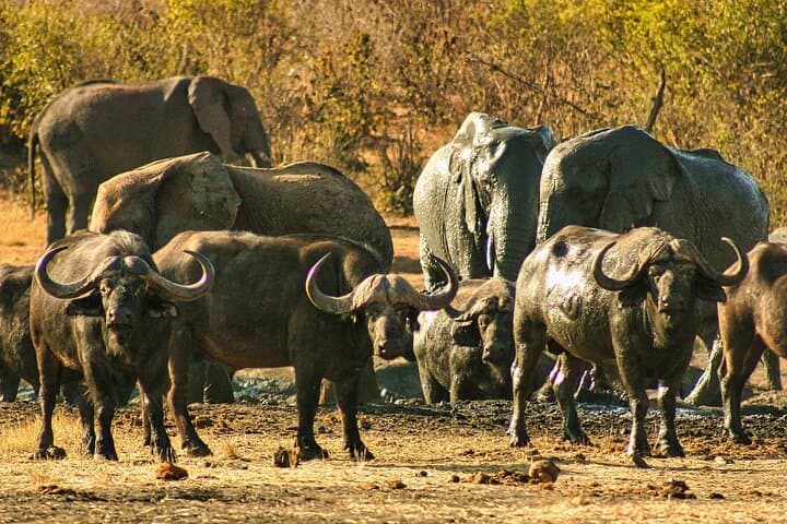 Private Game Drive with High Tea at Chamabondo — Victoria Falls Safari Experience photo 4