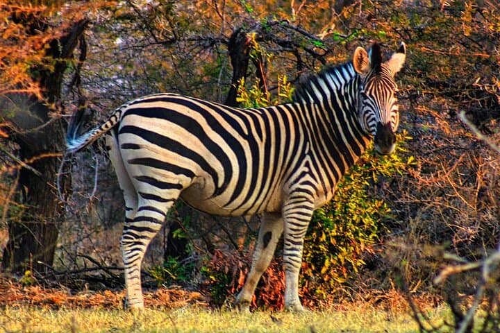 Private Zambezi Safari Game Drive — Celebrate in Victoria Falls Wilderness photo 3