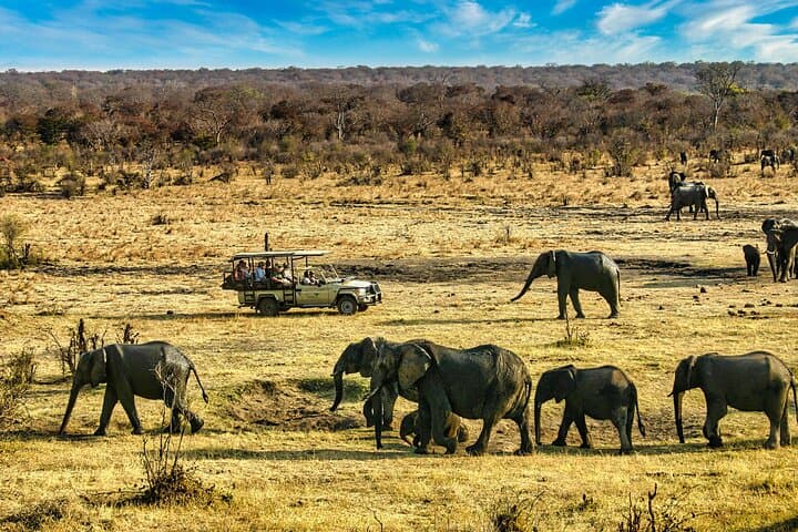 Private Zambezi Safari Game Drive — Celebrate in Victoria Falls Wilderness photo 2