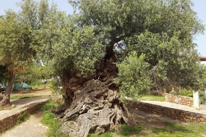 Private Olive & Wine Tour: Vouves Ancient Olive Tree and Local Winery (3 Hours) photo 6