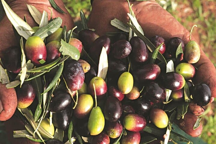 Visit Crete’s Ancient Olive Tree & Family Olive Mill — Private 3‑Hour Tasting photo 5