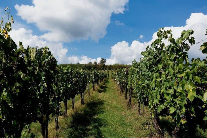 Private Olive & Wine Tour: Vouves Ancient Olive Tree and Local Winery (3 Hours) photo 2