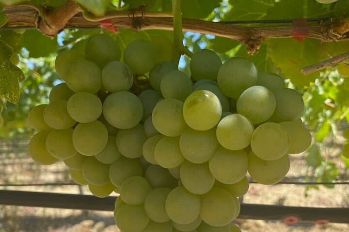 Private Olive & Wine Tour: Vouves Ancient Olive Tree and Local Winery (3 Hours) photo 5