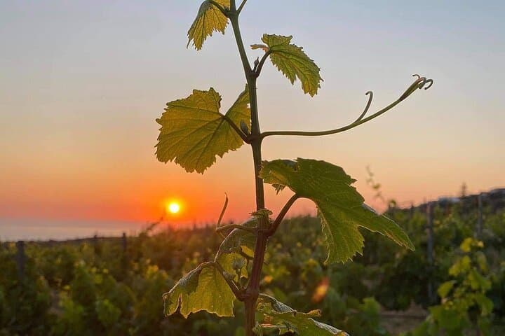 Private Olive & Wine Tour: Vouves Ancient Olive Tree and Local Winery (3 Hours)