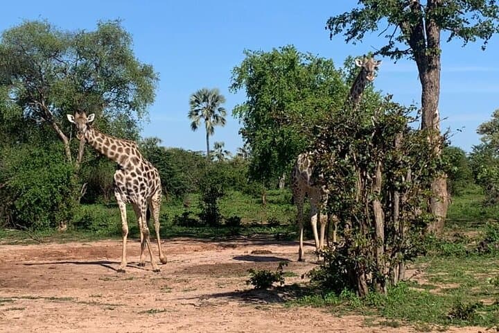 Small-Group Safari Game Drive in Zambezi National Park (Victoria Falls) photo 3