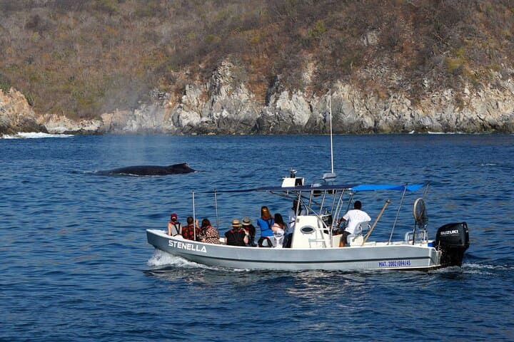 Huatulco Whale and Dolphin Adventure — Best Small-Group Whale Watching Tour photo 2