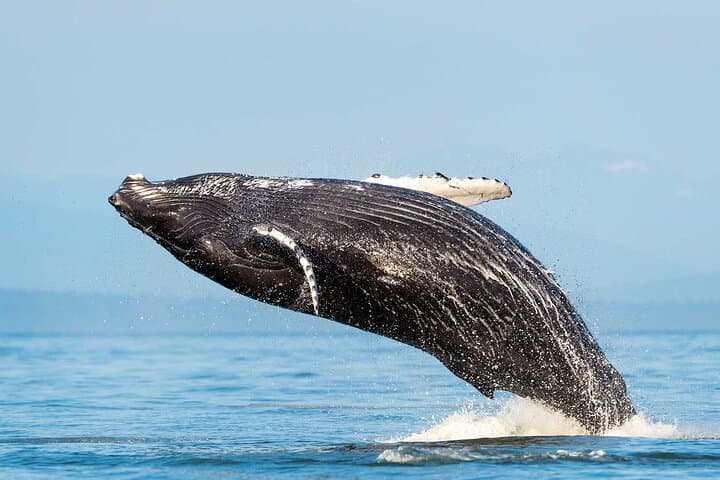 Huatulco Whale and Dolphin Adventure — Best Small-Group Whale Watching Tour