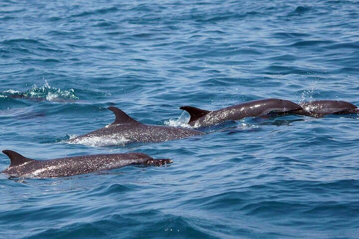 Huatulco Whale and Dolphin Adventure — Best Small-Group Whale Watching Tour photo 6