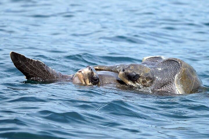 Huatulco Whale and Dolphin Adventure — Best Small-Group Whale Watching Tour photo 5