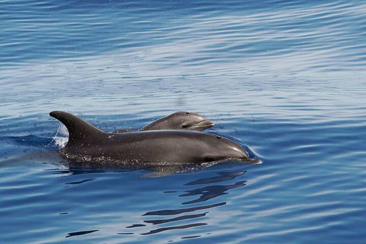 Huatulco Whale and Dolphin Adventure — Best Small-Group Whale Watching Tour photo 4