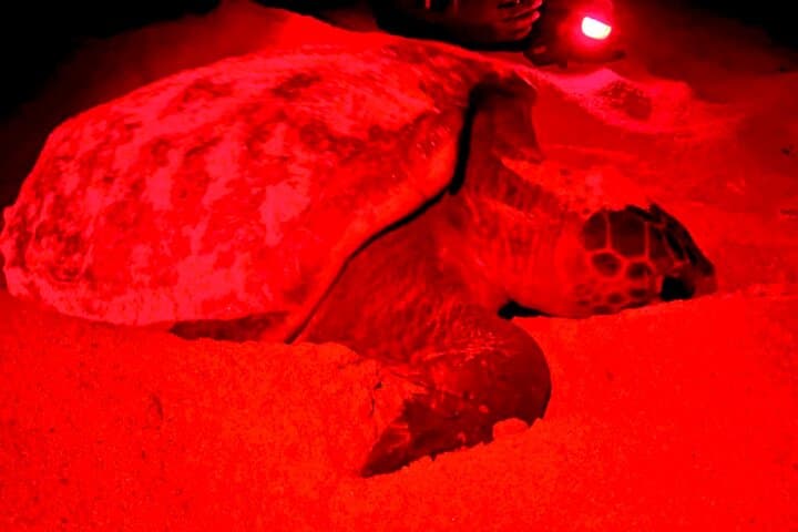 Boa Vista Turtle Nesting Tour: Guided Night Walk to See Loggerheads
