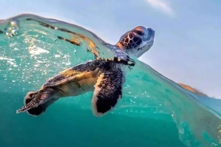 Boa Vista Turtle Nesting Tour: Guided Night Walk to See Loggerheads photo 3