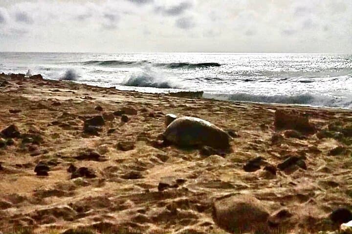 Boa Vista Turtle Nesting Tour: Guided Night Walk to See Loggerheads photo 4