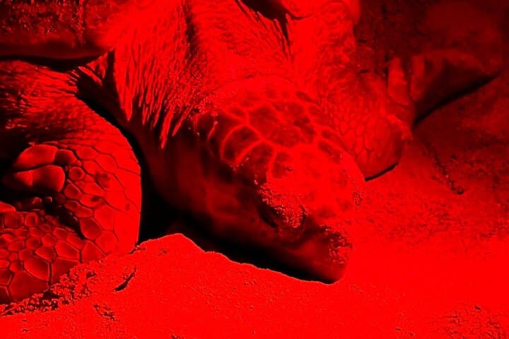 Boa Vista Turtle Nesting Tour: Guided Night Walk to See Loggerheads photo 5
