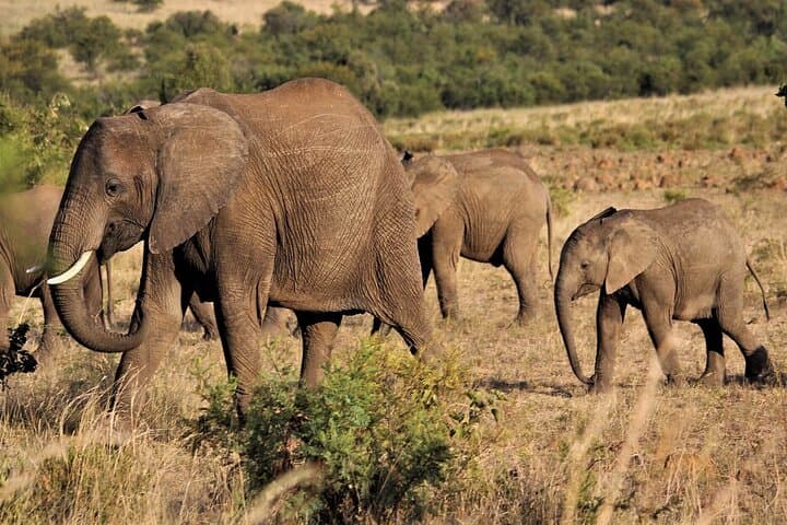 Victoria Falls 4-Day Safari, Zambezi Cruise & Helicopter Experience photo 6