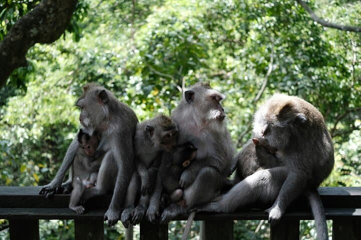 Classic Volkswagen Safari to Ubud: Waterfalls, Rice Terraces & Monkey Forest photo 4
