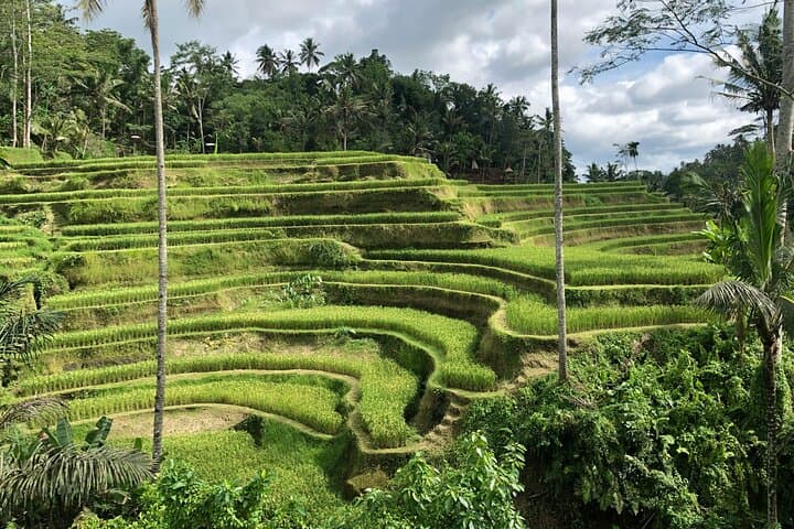 Classic Volkswagen Safari to Ubud: Waterfalls, Rice Terraces & Monkey Forest photo 3