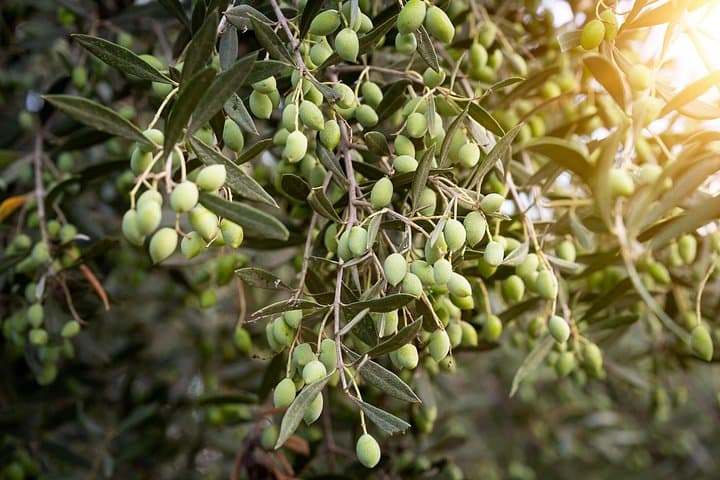 Private Heraklion Wine, Olive Oil & Pottery Tour — Thrapsano and Paterianakis Winery photo 2