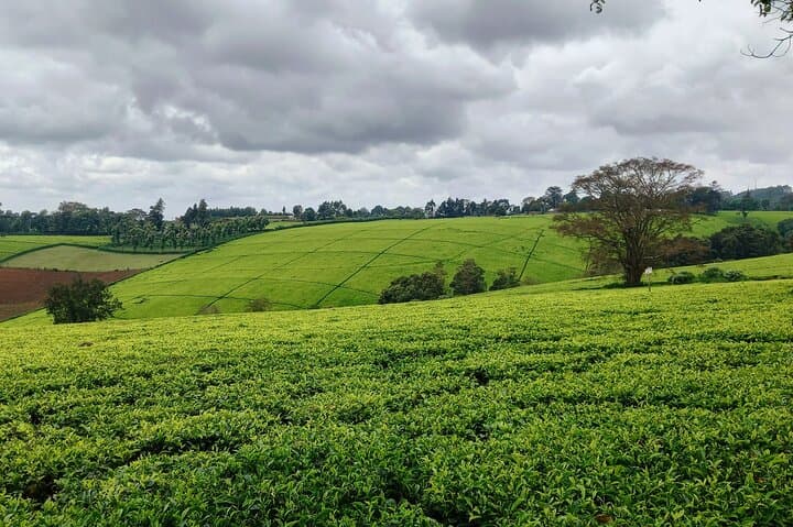 Riara Tea Farm Tour from Nairobi: Lunch, Tea Tasting & Limuru Highlands Walk photo 6