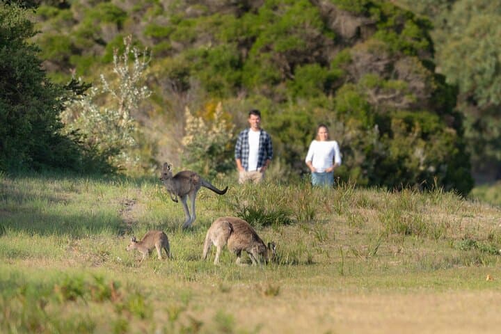 Wilsons Promontory Wilderness Day Tour: Squeaky Beach, Mt Oberon & Wildlife from Melbourne photo 4