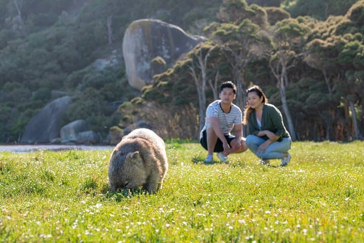 Wilsons Promontory Wilderness Day Tour: Squeaky Beach, Mt Oberon & Wildlife from Melbourne photo 5