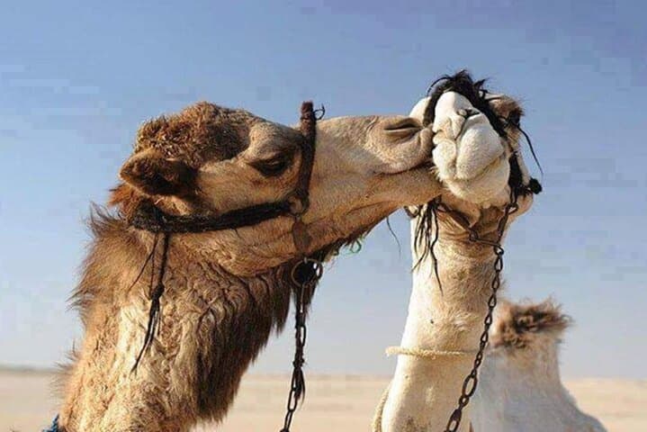 Hurghada Desert Super Safari: Quad, Jeep & Bedouin Dinner Experience photo 5