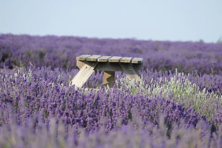 Cotswolds Lavender Fields Tour with Country Pub Lunch from London photo 5