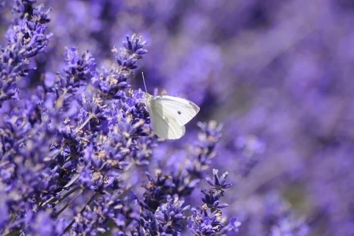 Cotswolds Lavender Fields Tour with Country Pub Lunch from London photo 3
