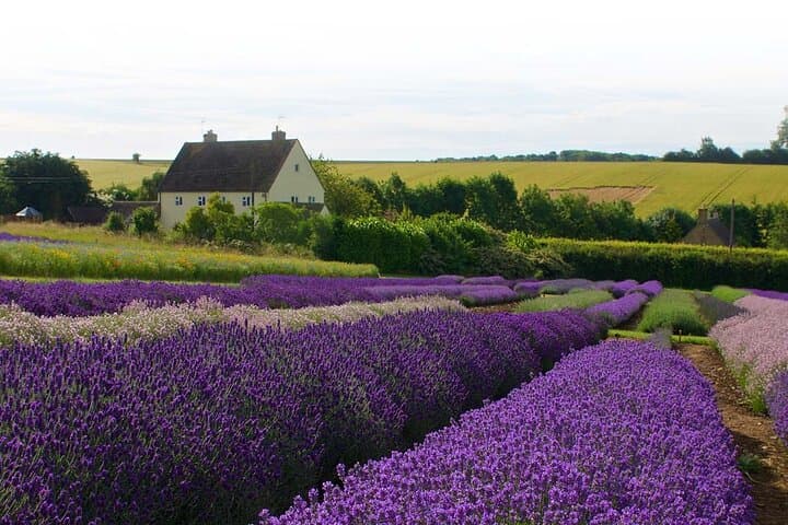 Cotswolds Lavender Fields Tour with Country Pub Lunch from London