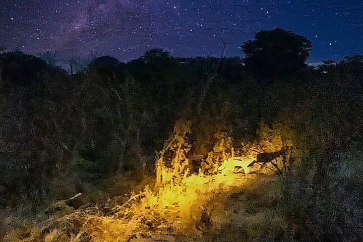 Bush by Night: 4x4 Stargazing Drive at Victoria Falls photo 6