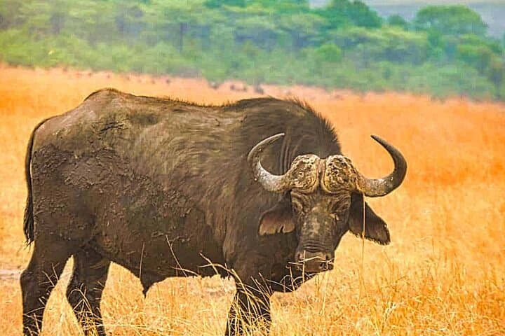 Small-Group Safari in Zambezi National Park — Victoria Falls Bush Game Drive photo 3