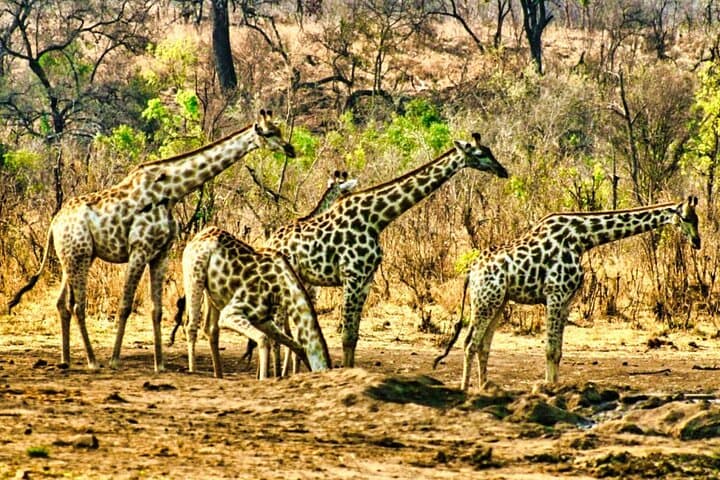 Zambezi National Park 3-Hour Game Drive from Victoria Falls photo 6