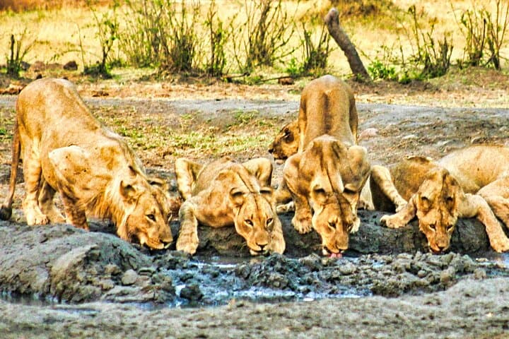 Private 3-Hour Game Drive in Zambezi National Park — Safari Near Victoria Falls photo 2