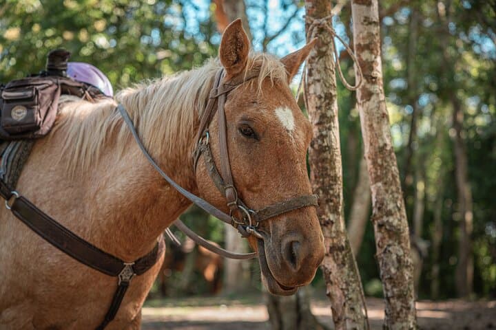 Horseback Ride to Xunantunich Maya Ruins — River Ferry, Rainforest & Ancient Temples