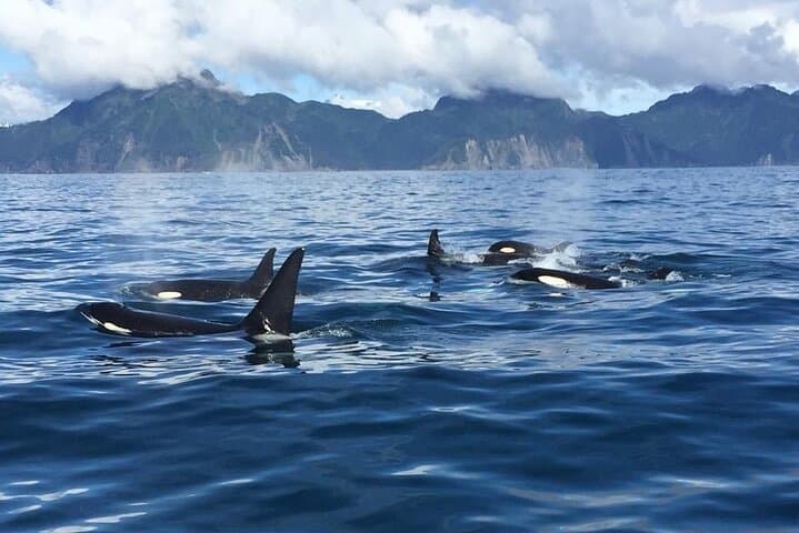 Explore Kenai Fjords National Park: Whale Watching and Fishing Adventure photo 6