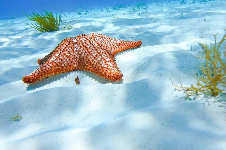 El Cielo Starfish Snorkel: Full-Day Cozumel Reef Adventure photo 6