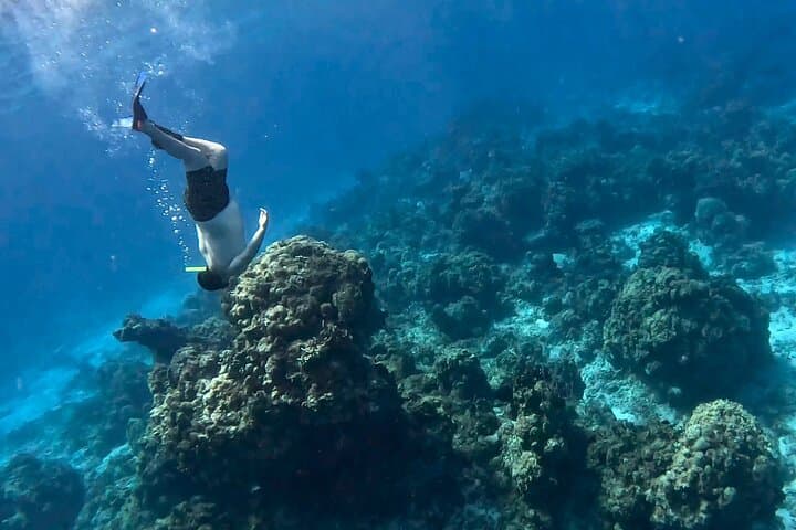 El Cielo Starfish Snorkel: Full-Day Cozumel Reef Adventure