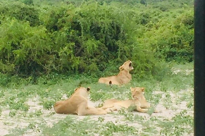 Full-Day Chobe Safari: Morning River Cruise & Afternoon Game Drive photo 2