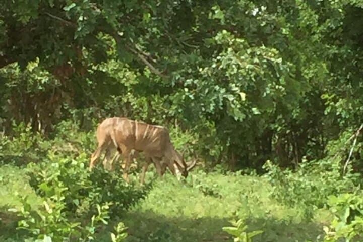 Full-Day Chobe Safari: Morning River Cruise & Afternoon Game Drive photo 3