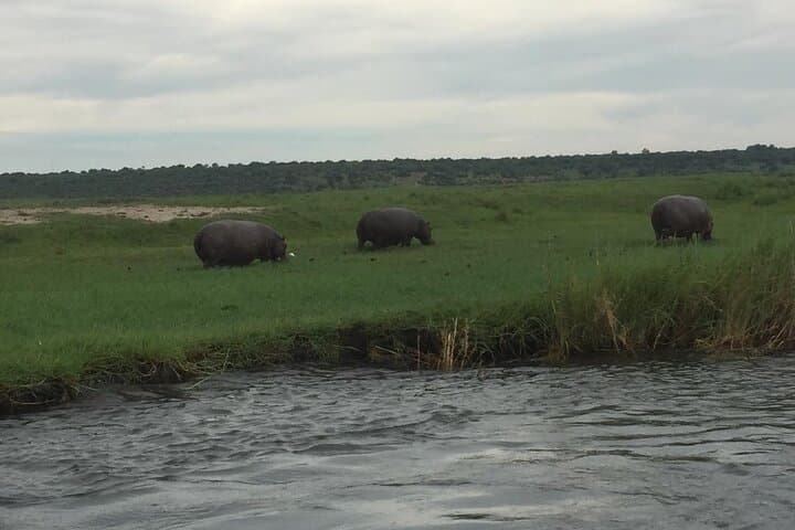Full-Day Chobe Safari: Morning River Cruise & Afternoon Game Drive photo 5