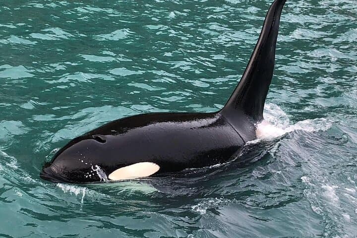Explore Kenai Fjords National Park: Whale Watching and Fishing Adventure photo 4