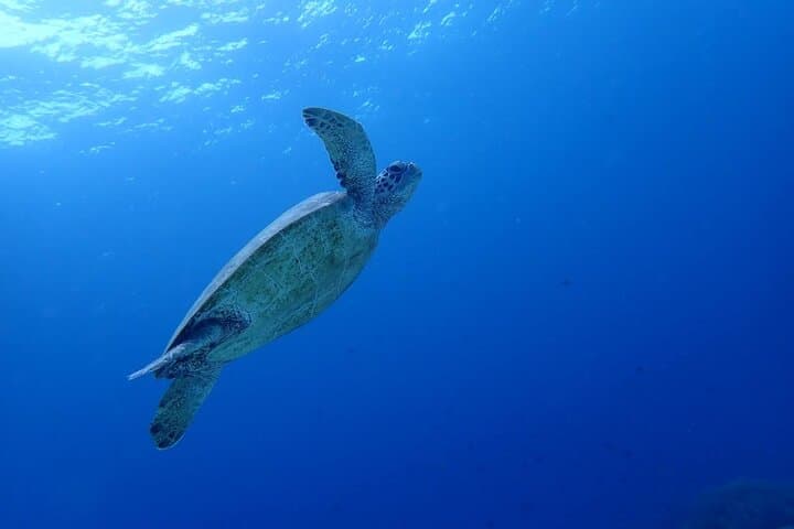 Kawasan Falls Canyoning & Moalboal Sardine Run — Canyoning, Snorkeling & Sea Turtles photo 3