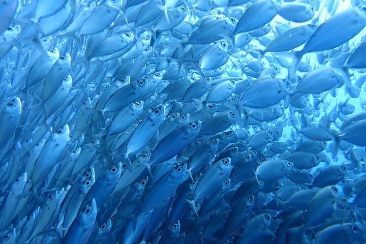 Kawasan Falls Canyoning & Moalboal Sardine Run — Canyoning, Snorkeling & Sea Turtles photo 4