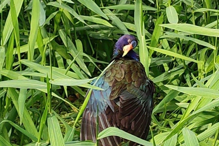 Canoe Tour in Tortuguero: Guided Canal Paddle Through Costa Rica's Rainforest photo 3